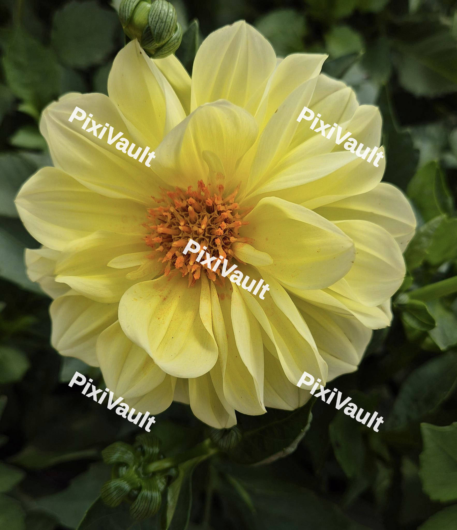 Yellow Dahlia flower